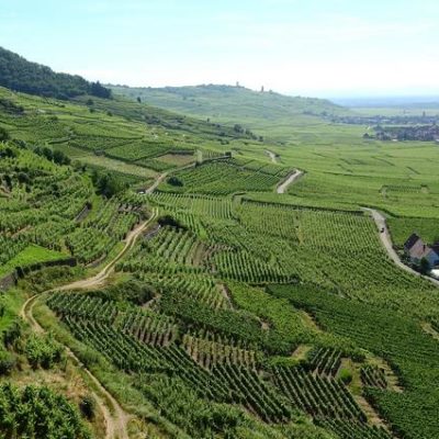 Vignes d'Alsace